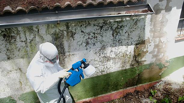 Top rated local Mold Remediation specialists in Winter Springs, FL